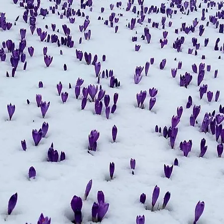 Feriehus Katricnek Bohinjska Bela