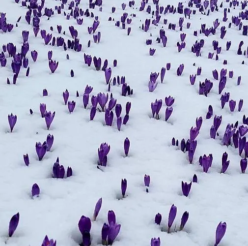 Nyaraló Katricnek Bohinjska Bela